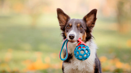 Best Dog Toys
