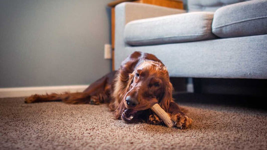 Best Dog Toys for Beagles