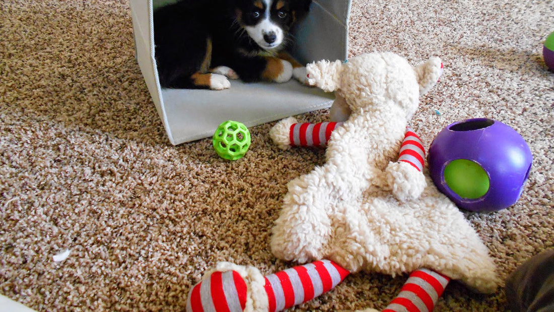Best Toys for Aussie Puppies