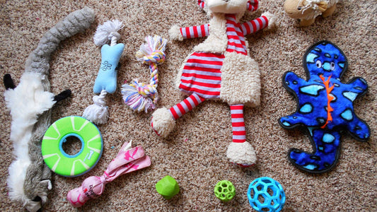 Best Toys for Australian Shepherd Puppies