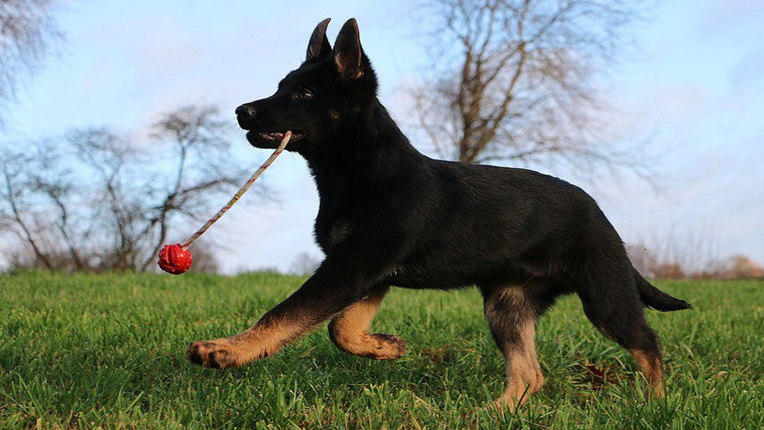 10 Best Toys for German Shepherd Dogs (Reviews)