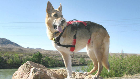 Best Toys for Tripod Dogs