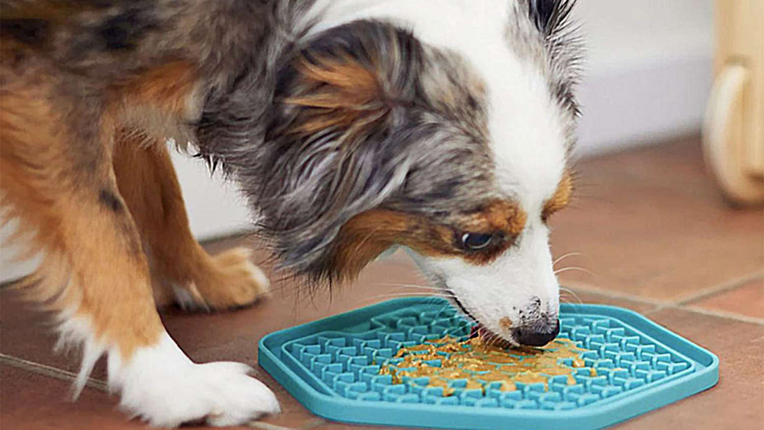 Best Licking Toys for Dogs
