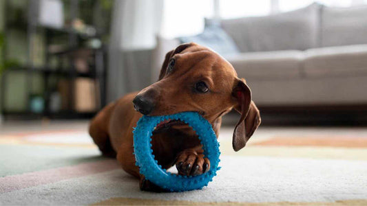 Best Dog Toys for Dachshunds